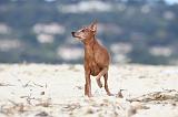 PINSCHER NAIN 039